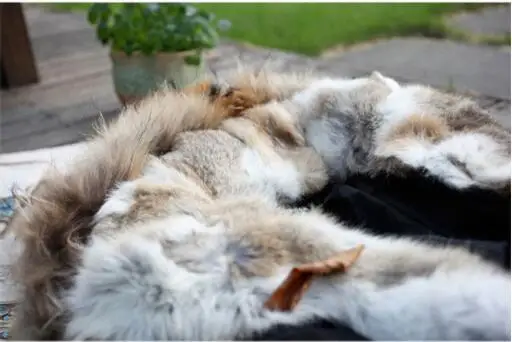 BJCJWF новая зимняя куртка женское пуховое пальто воротник из натурального меха с капюшоном плюс кашемировая парка Теплая Куртка на утином пуху плюс размер 5XL