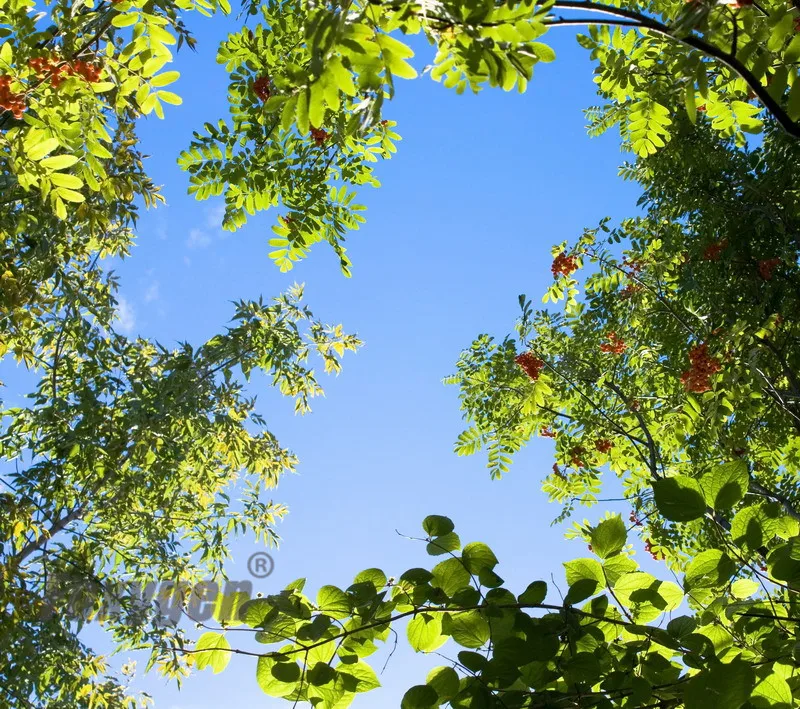 Натяжная потолочная пленка голубое небо цена на потолок для потолочного листа из