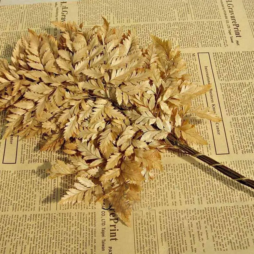 10 шт. листья полыни желтой длины 35-40 см | Дом и сад