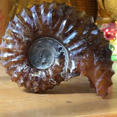 Натуральный Полированный козий Рог окаменелости аммониты douvilлеeras