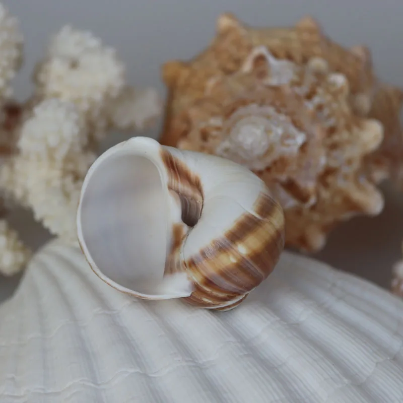 Бесплатная доставка (10 шт./лот) нефритовый раковины кошачий глаз и украшение для