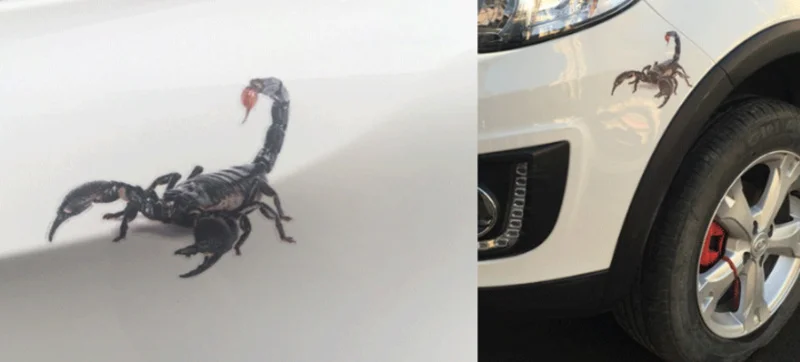 3D автомобиля Стикеры Животные бампер паук Gecko скорпионов для Audi A1 A2 A3 A4 A5 A6 A7 A8 B5 B6 B7 B8 C5 C6 Q2 Q3 Q5 Q7 TT S3 S4 S5