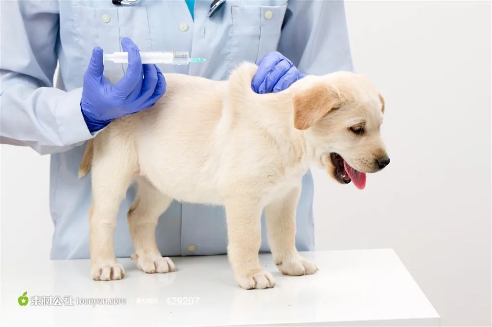 Ветеринарный Шприц для кормления домашних животных инструмент подачи воды