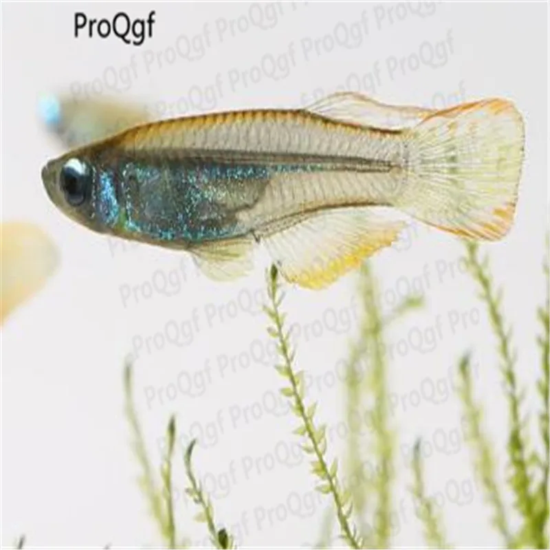 Ngryise 50 Шт Набор Aplocheilichthys Normani