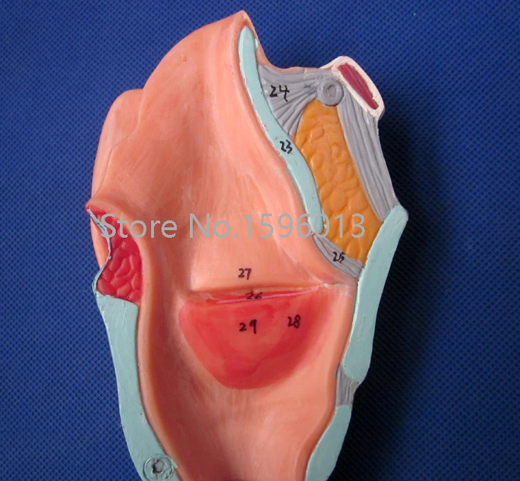 Модель человеческого ларинкса усовершенствованная модель анатомического