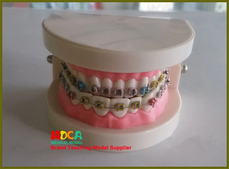 

Dental models, dental materials, AIDS, orthodontics teaching dentistry MYC003
