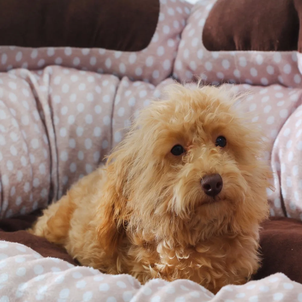 2019 New Bed For big Dogs Cave Waterproof Bottom Cat House for dogs | Дом и сад