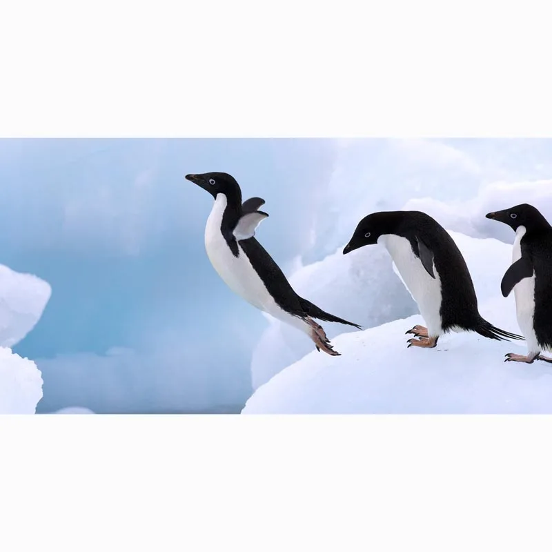 Penguins Print Microfiber Beach Towel Fast Drying Sport Gym Bath Towels Custom Yoga Mat Kids Throw Blanket 70 X 140CM | Дом и сад