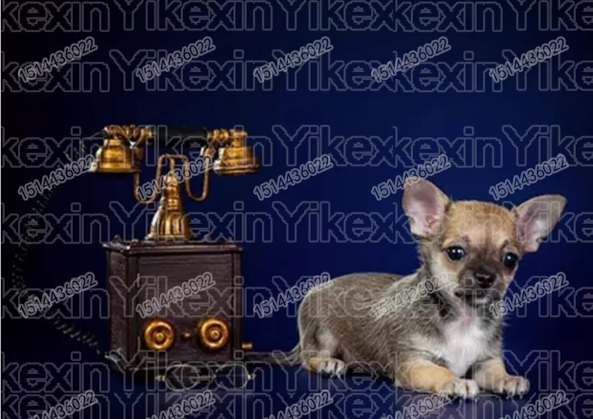Зеленый Полный Круглый 5D DIY Алмазная картина собака чихуахуа, алмазная вышивка для домашних животных наборы для вышивки крестом Стразы Алмазная картина - Цвет: Зеленый