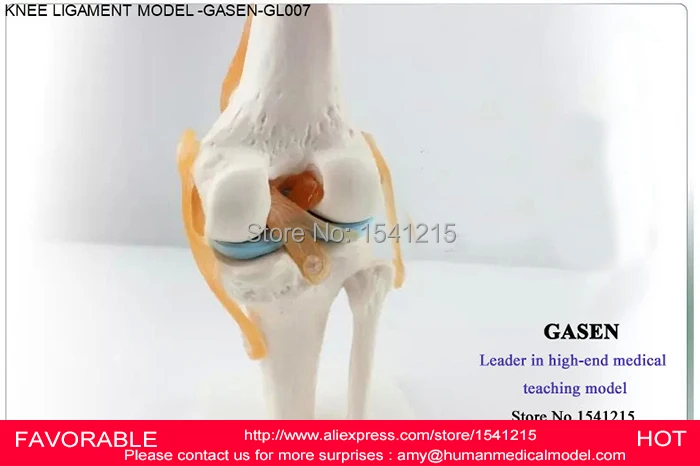 Анатомическая медицинская функциональная модель Связки коленного сустава для