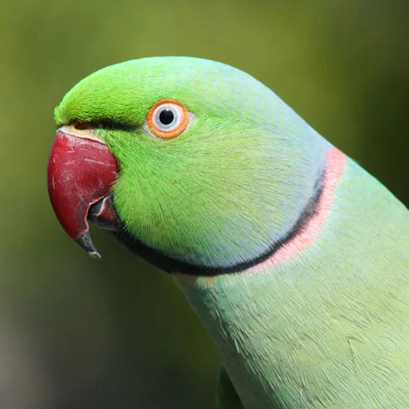 Alexandrine Parakeet Gingerain одежда с птицами попугай одежда кнопка рубашка оригинальная ручная работа на заказ одежда с птицами пуговица рубашка - Цвет: Alexandrine Parakeet