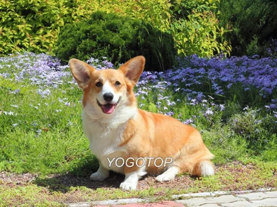 Светло-серый YOGOTOP 5D Diy Алмазная вышивка крестиком Пемброк вельш корги собака полная мозаичная картина полная Алмазная вышивка QA284 - Цвет: Светло-серый
