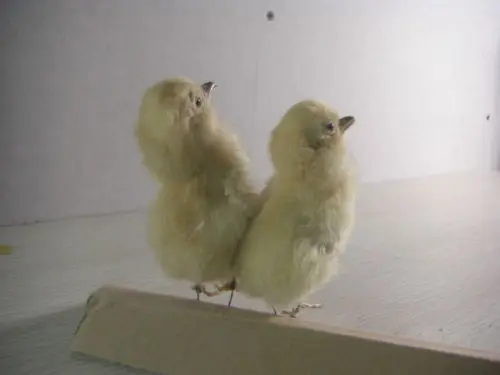 TAXIDERMY птица цыпленок 2 шт.|chicken whole|chicks videochick clothes |