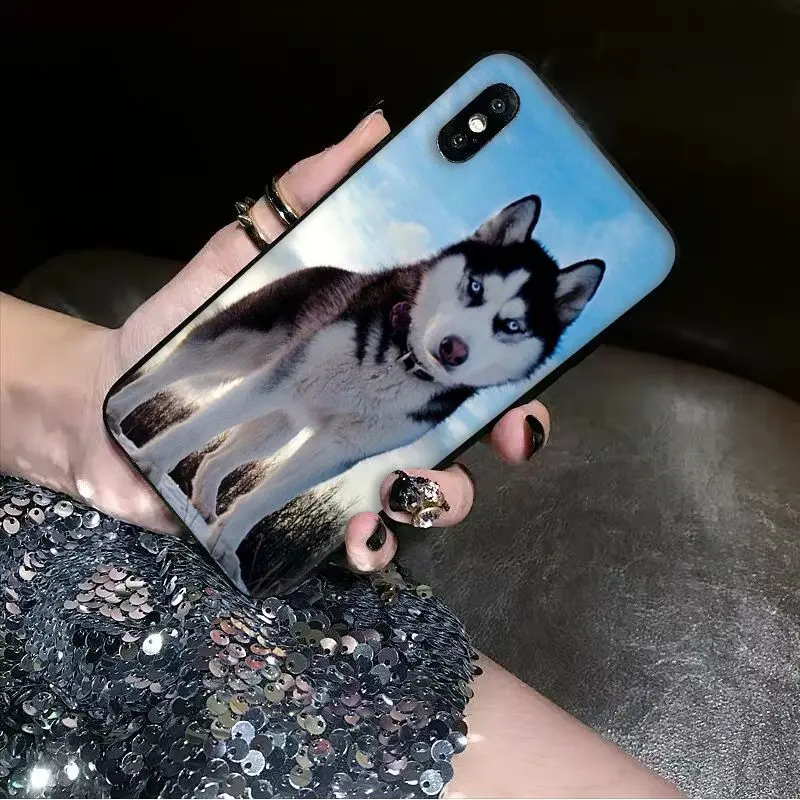 Babaite Animal dog husky Soft Silicone black Phone Case for Apple iPhone 8 7 6 6S Plus X XS MAX 5 5S SE XR Cover | Мобильные