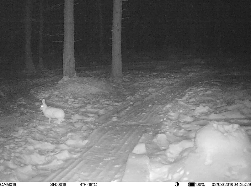4G охотничья камера s Scout Wild camera фото-ловушки gps/Email/MMS/FTP/GSM с 3000mAh внешним солнечным зарядным устройством панель питания камера 4G