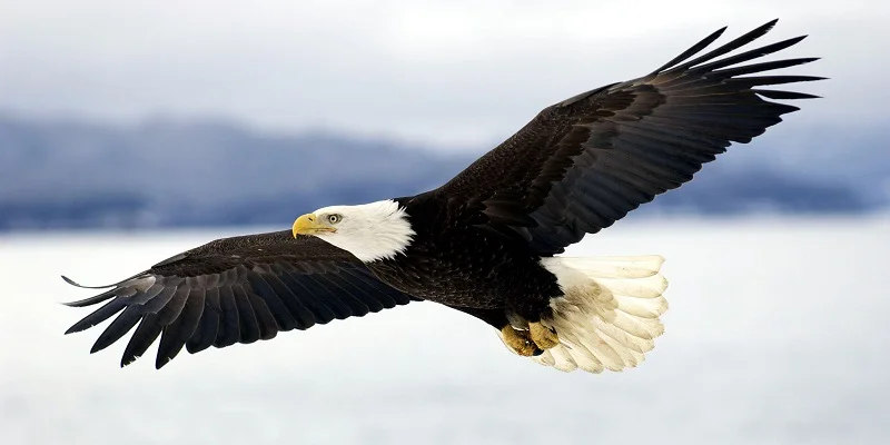 Полотенце Bald Eagle пляжное полотенце из микрофибры аксессуары для ванной комнаты