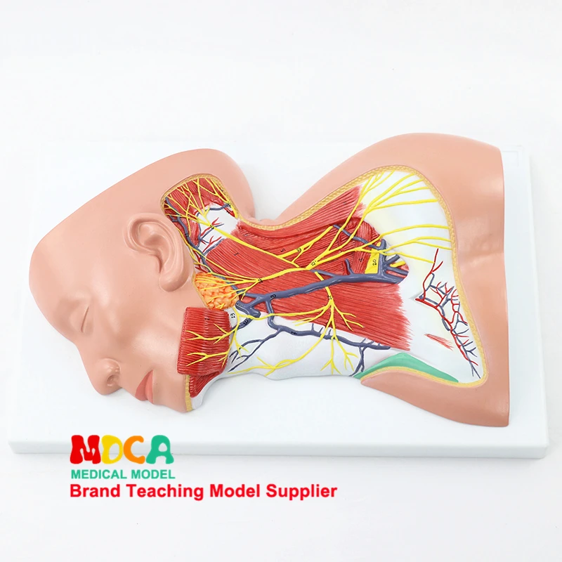 Medical human neck anatomical model MTG020 for superficial cranial vessels, nerves, muscles and skin cosmetology
