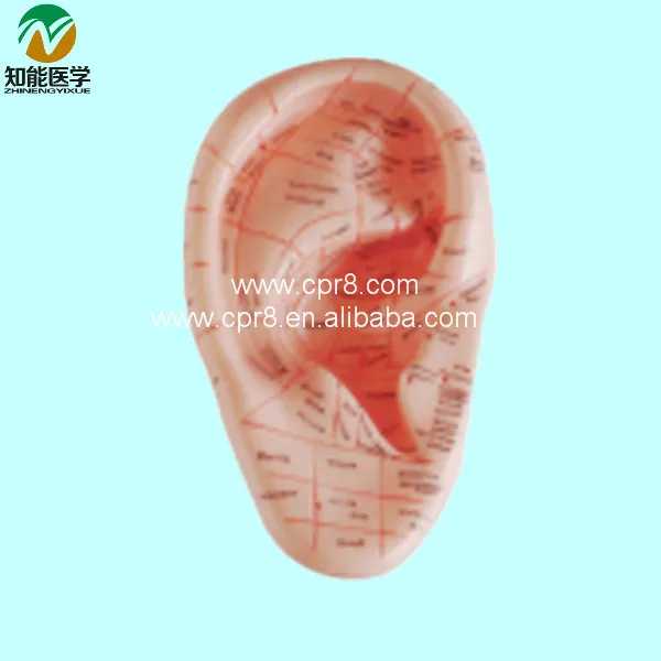 Модель родственных человеческих ушей (модель массажных ушей) G065|human ear model|ear modelhuman