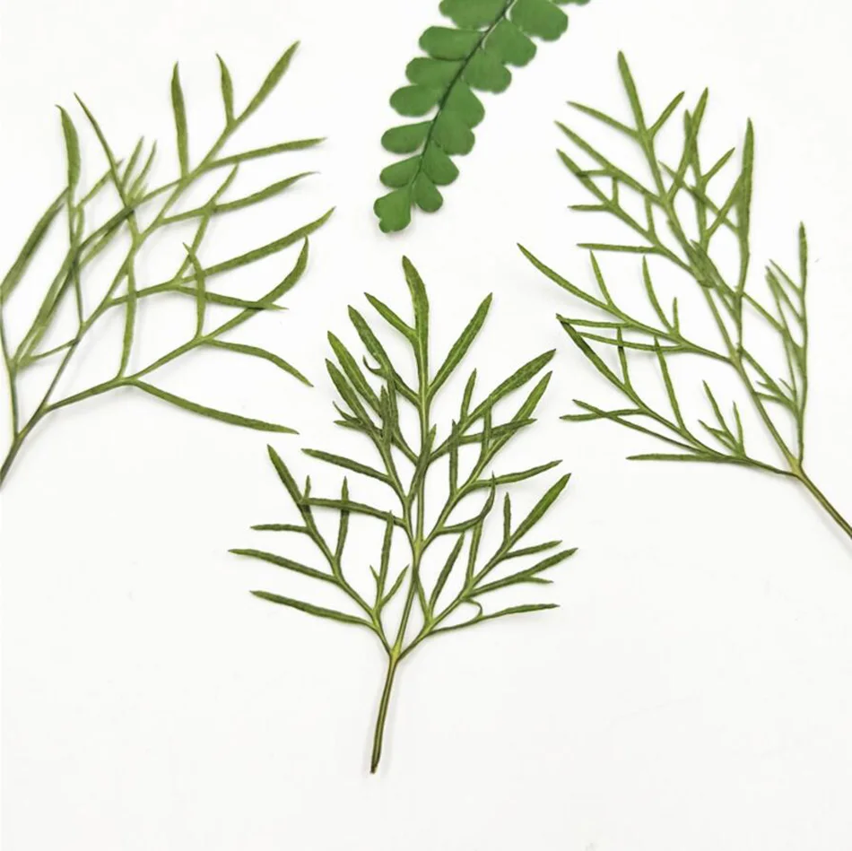 

60pcs Pressed Dried Cosmos bipinnata Cav. Leaves Flower Plant Herbarium For Jewelry Bookmark Phone Case Scrapbooking DIY Making