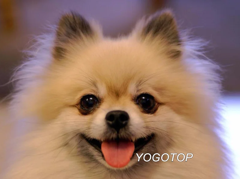 Фиолетовый YOGOTOP DIY Алмазная вышивка крестиком Померанская собака Рукоделие 5D Алмазная мозаика картина полная Алмазная вышивка QA068 - Цвет: Фиолетовый