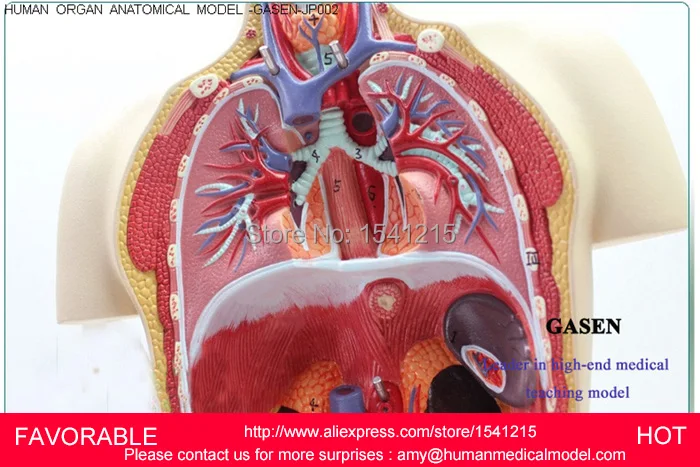 Анатомия анатомическая модель анатомии человека мышечная медицина медицинские
