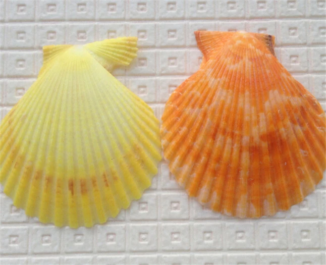 

72pcs/lot Craft Colored Scallops Seashell 4-5cm/1pc Decorative Seashells Natural Decor Ornament Mediterranean Marine Style