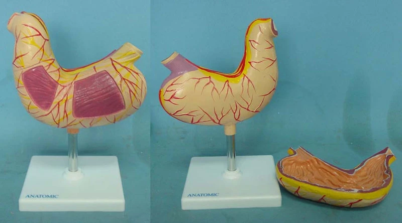 Анатомическая Учебная модель человеческого желудка медицинские образцы людей