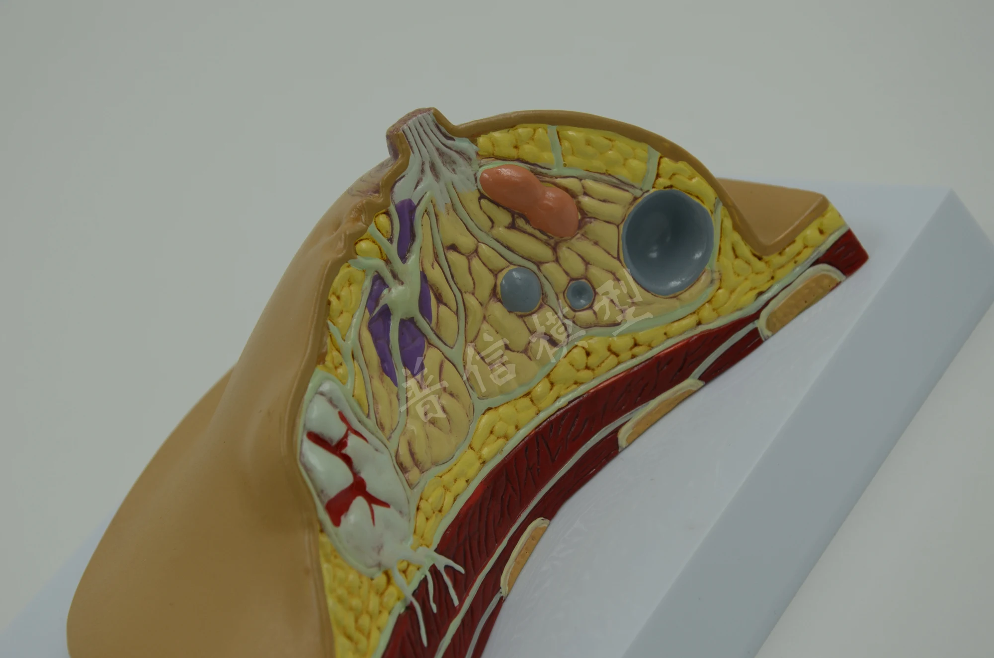 Модель женской груди маленькая гиперплазия листьев анатомическая модель