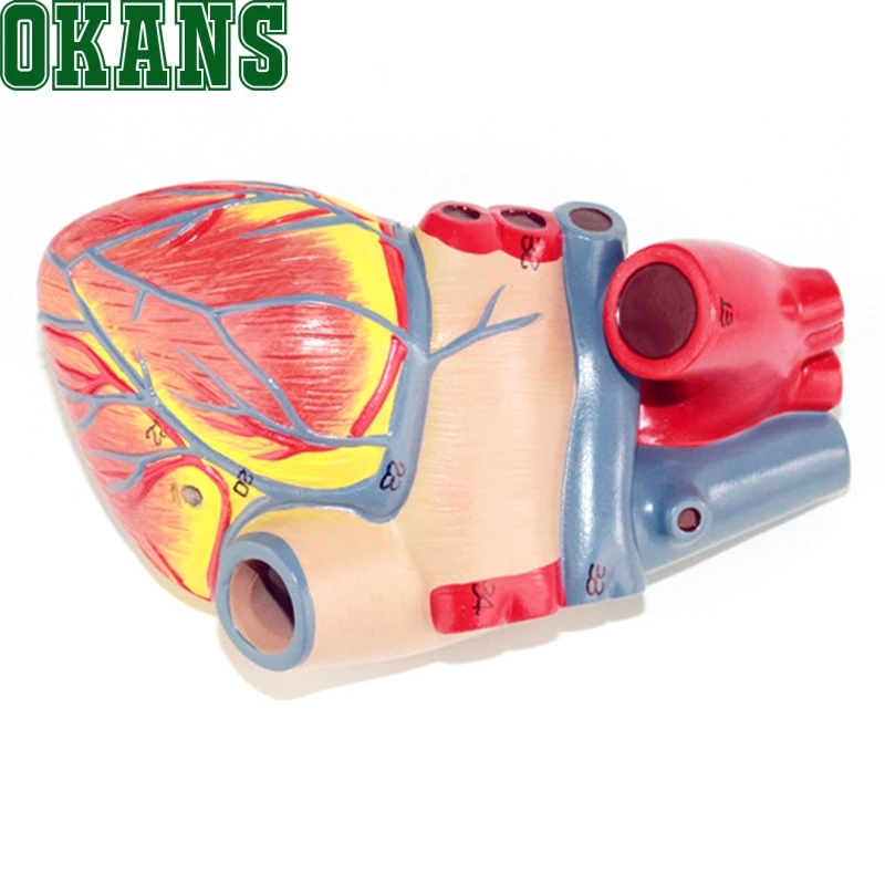 1: 1 модель сердца B ультразвуковая цветная кардиологическая медицина|heart model|heart