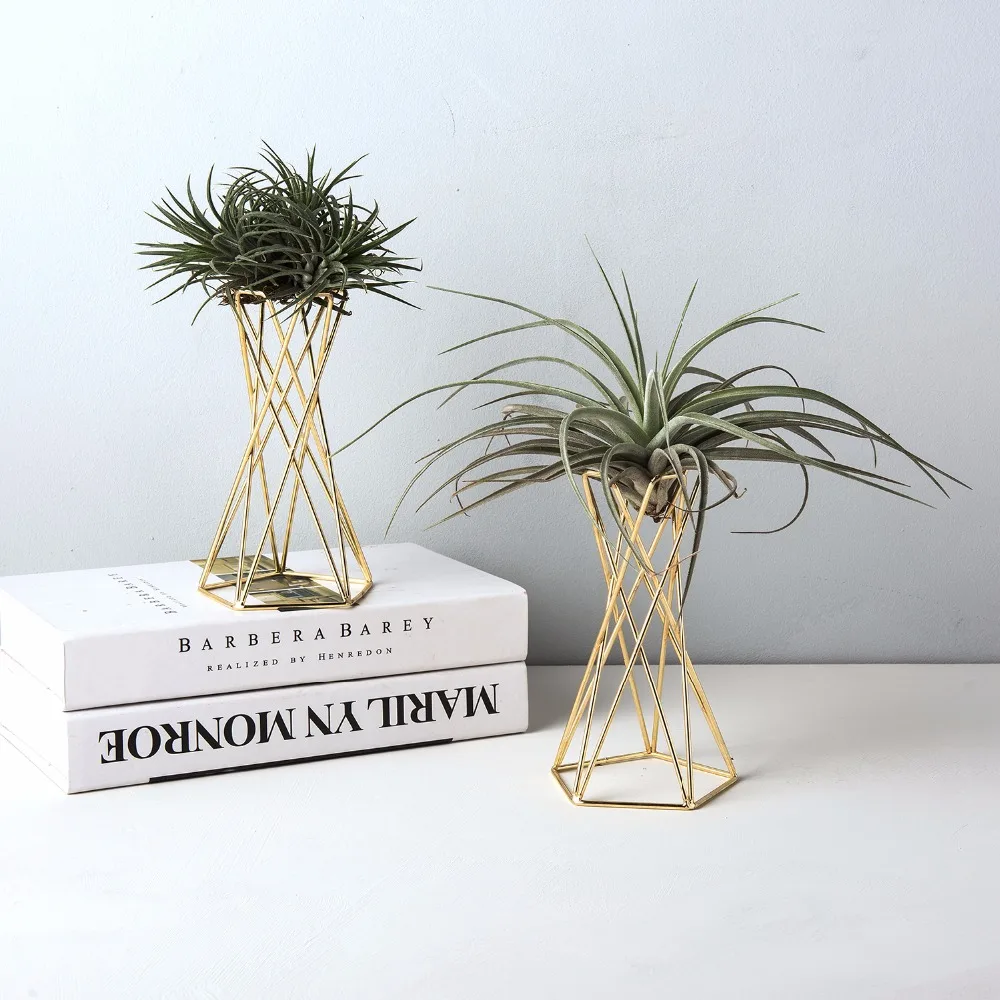 Набор из 2 Air Plant Stand подвесной держатель для растений тилландсия держатель Air Plant display Stand Streptophylla Air Plant Stand