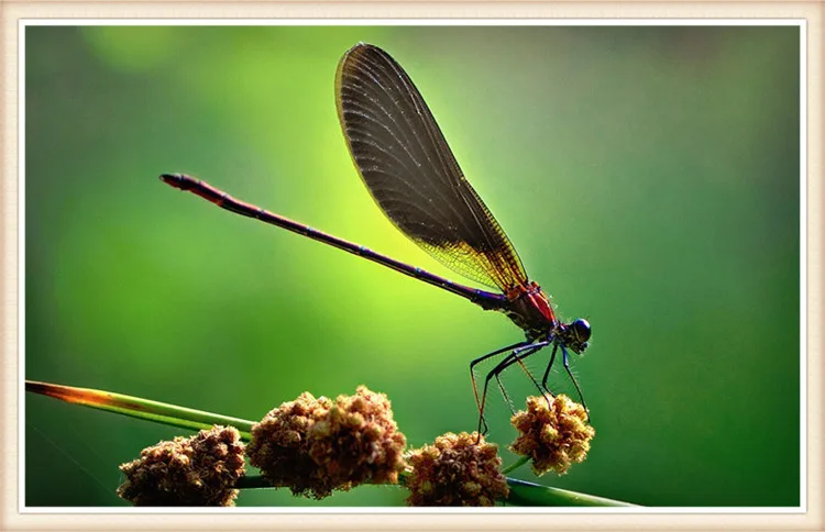 Алмазная живопись 5D &quotсделай сам&quot картины насекомых из страз квадратная