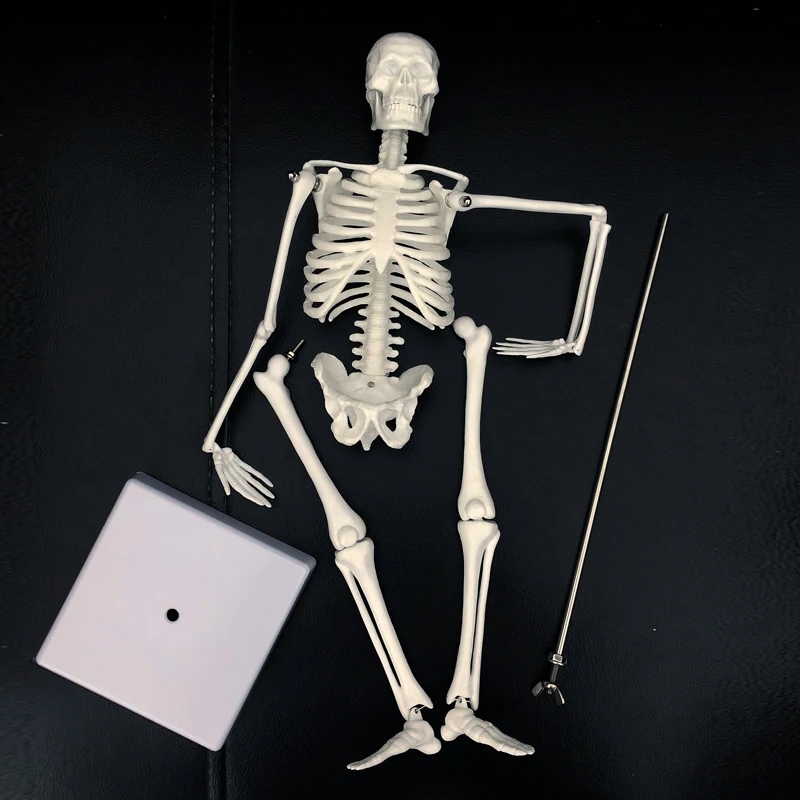 Модель скелета человеческого тела из ПВХ 45 см мини манекен модель OTC Bone