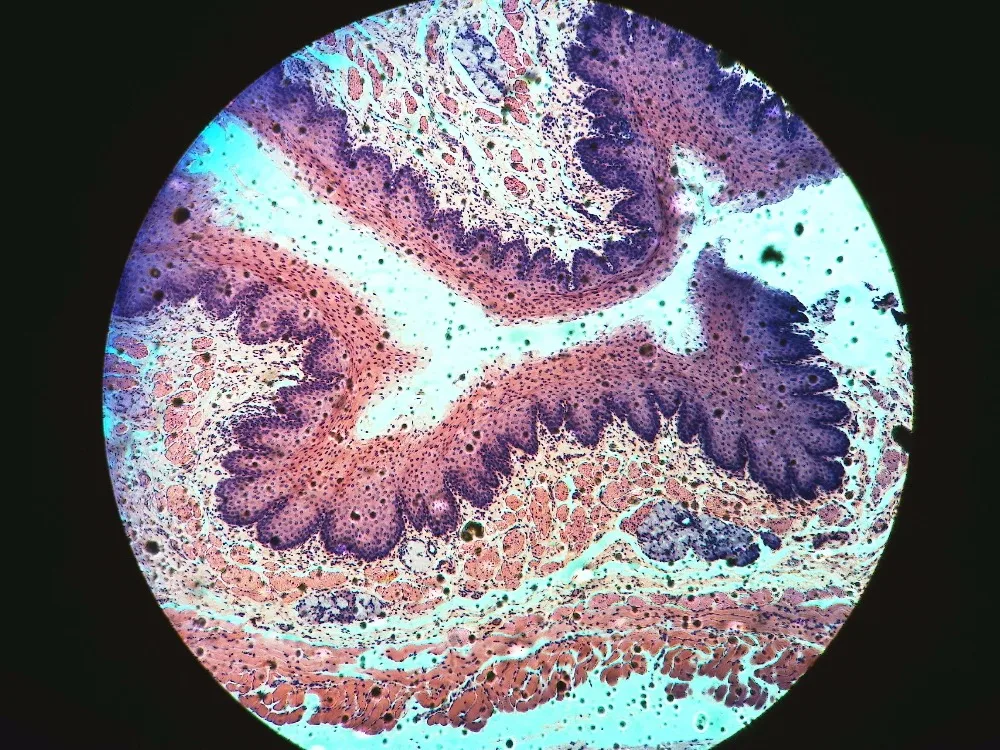 Новый 5-МП Промышленные Бинокулярный Стерео Микроскоп Окуляр w/универсальный