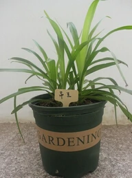 100 шт. пластиковые ярлыки для сортировки растений|sign plate|plug inplugs plastic |