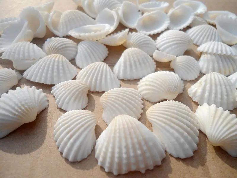 

HappyKiss 100pcs/lot Natural shell diy tank aquarium yangtz decoration white shell sallei 2-3cm conch natural crafts