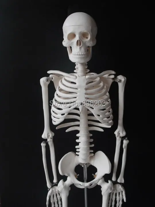 Скелет человека анатомический размер 85 см 33 5 дюйма Размер|human skeleton anatomical model|model