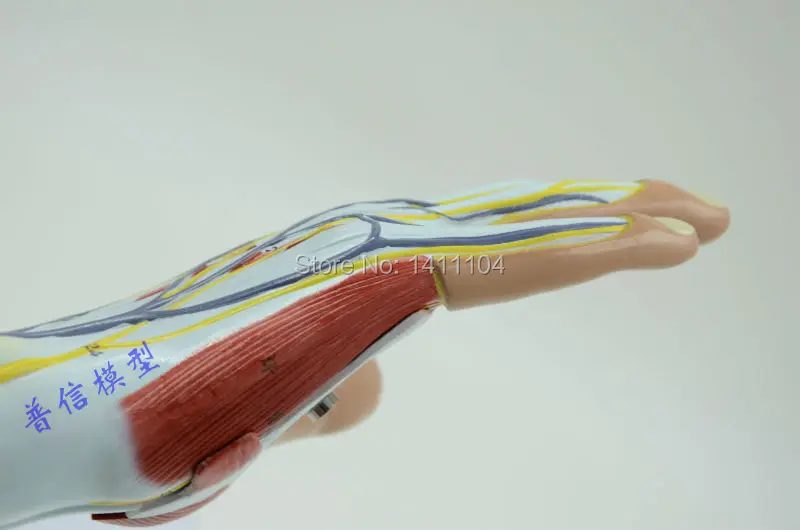 Бесплатная доставка и ручная мышечная модель анатомическая тендона ладони Shoumo.