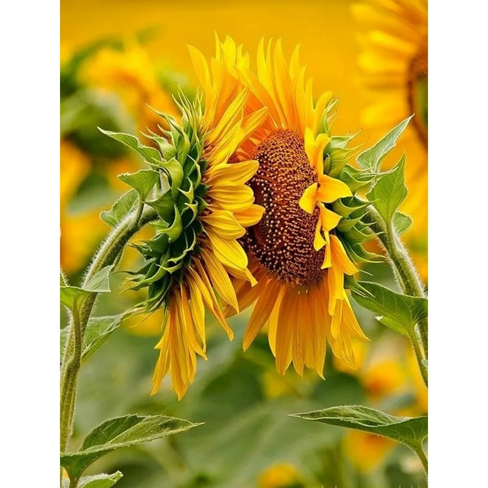 DIY Cross Stitch Flower 5D Embroidery Sunflower Mosaic Home Decoration Diamond Painting Full Square/round Drill Pic By Numbers | Дом и сад