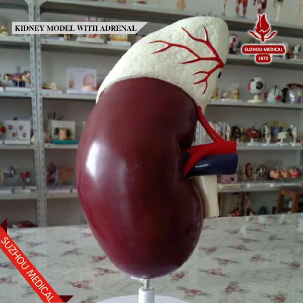 Большой выгодная Анатомия заводская цена качество биологических почек модель с