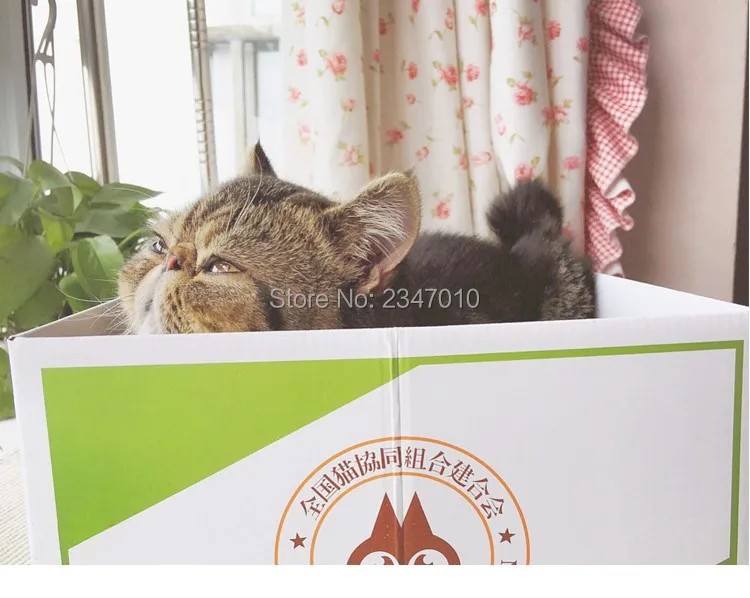 [MPK Store] японская кошачья скретч доска, кот котенок диван, кошка игрушка