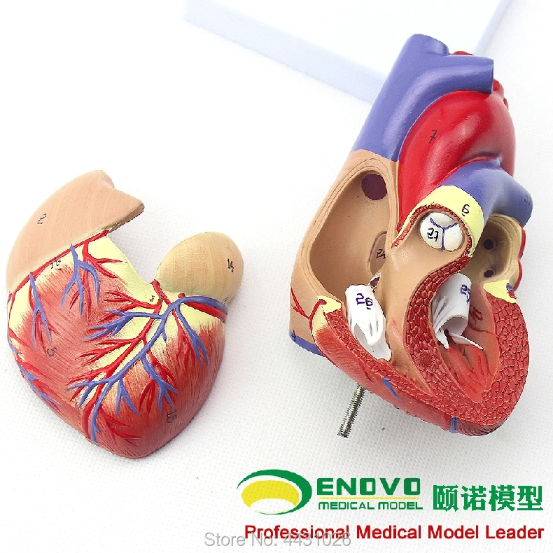 

ENOVO 1. Human heart model B ultrasound ultrasound medical cardiology cardiac anatomy teaching model