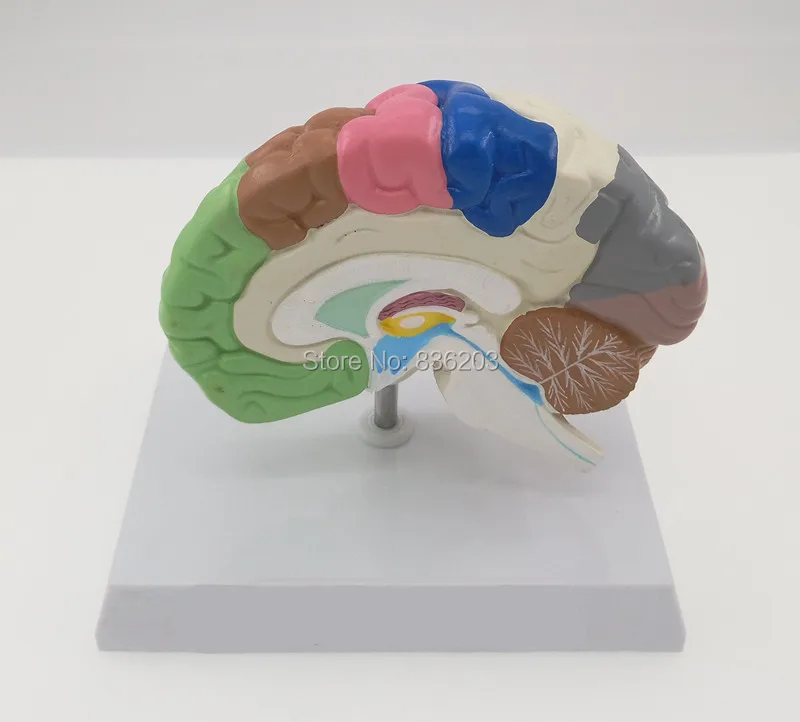 Поперечный сечение человеческого мозга половинная модель жизни размер