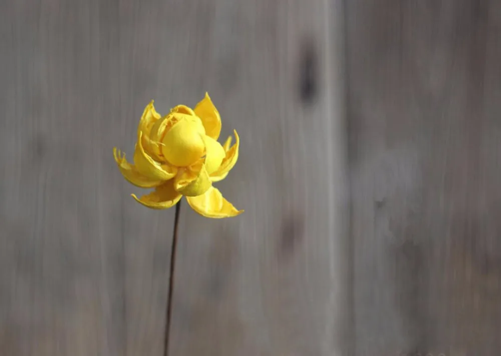 5 шт. белый/желтый Лотос водяная Лилия сушеный цветок для свадебной вечеринки