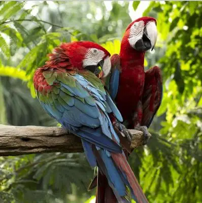 Роскошные 3d занавески с 2 птицами для кровати гостиной оконные настенный гобелен