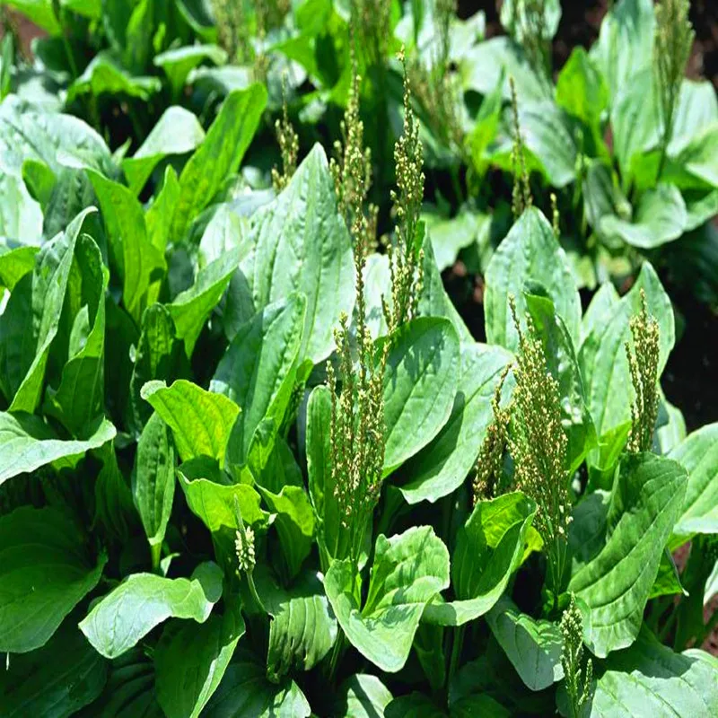 1000 г оптом Plantago основной экстракт 20:1 порошок, Che qian cao/plantago depressa, экстракт подорожника для антидепрессантного эффекта