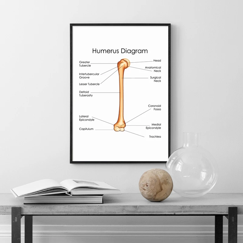 Схема анатомии человека художественный постер для докторской офисной настенной