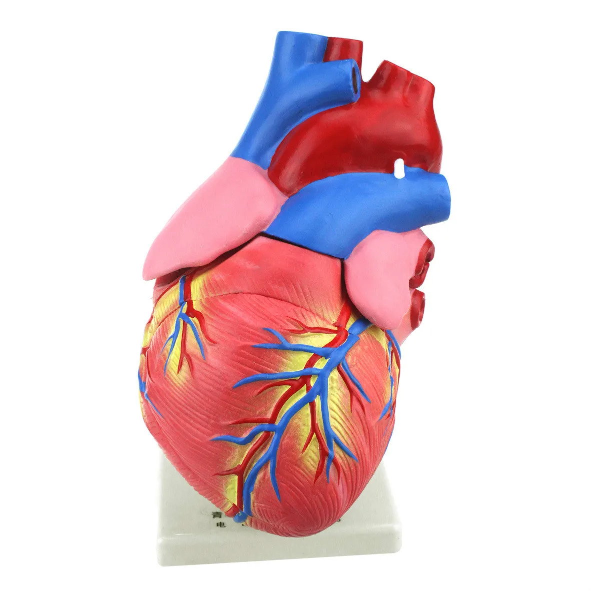 1:3 взрослые модели сердца съемное диастолическое состояние человеческое сердце
