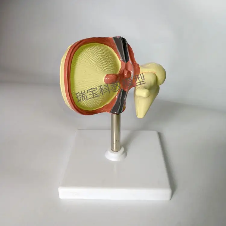 Cochlear model /Eardrum and ossicle models Ear structure semicircular canal Listening teaching inner ear auditory system