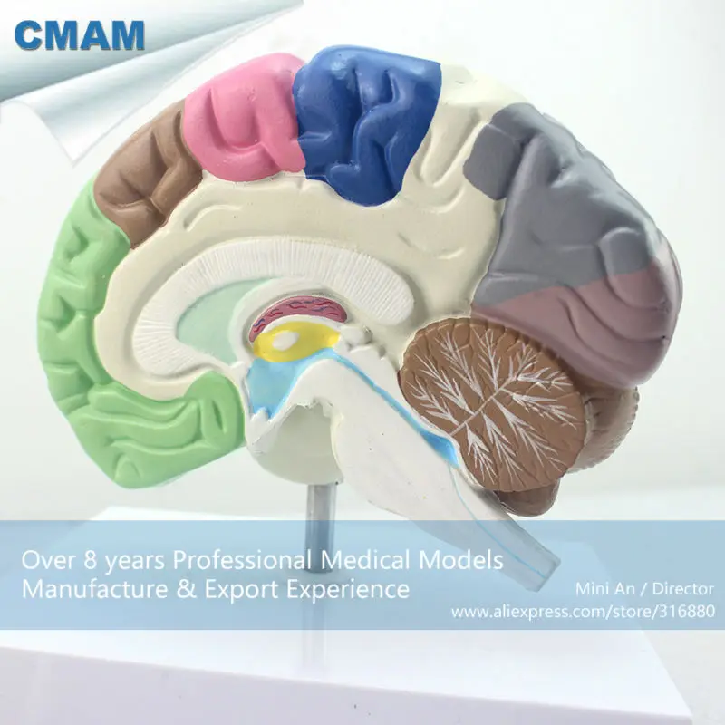 CMAM-BRAIN09 Человека Модель Функциональный Мозг, анатомия Модели> Модели Мозга
