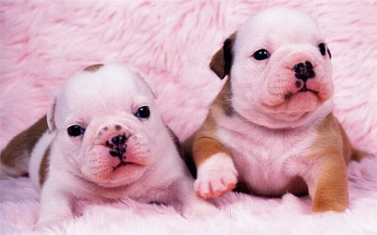 Алмазная мозаика 5D для рукоделия мультяшная пудра ручная работа алмазная